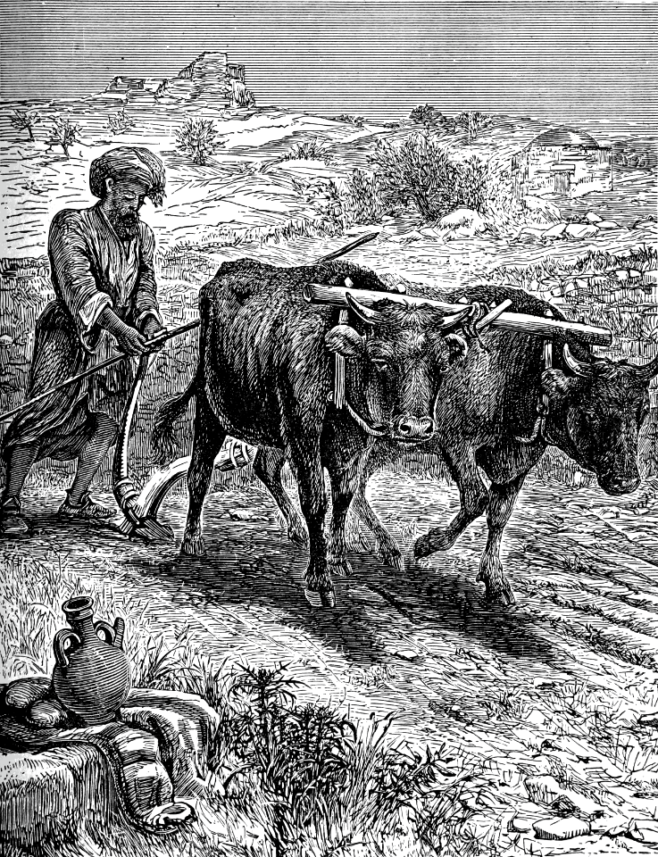 38 Elisha Ploughing in Canaan