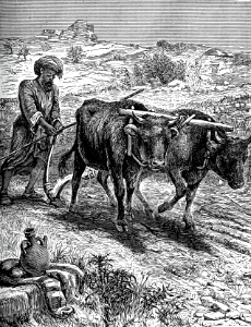 38 Elisha Ploughing in Canaan
