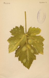 ARust1163_0030