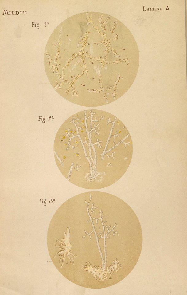 ARust1163_0042