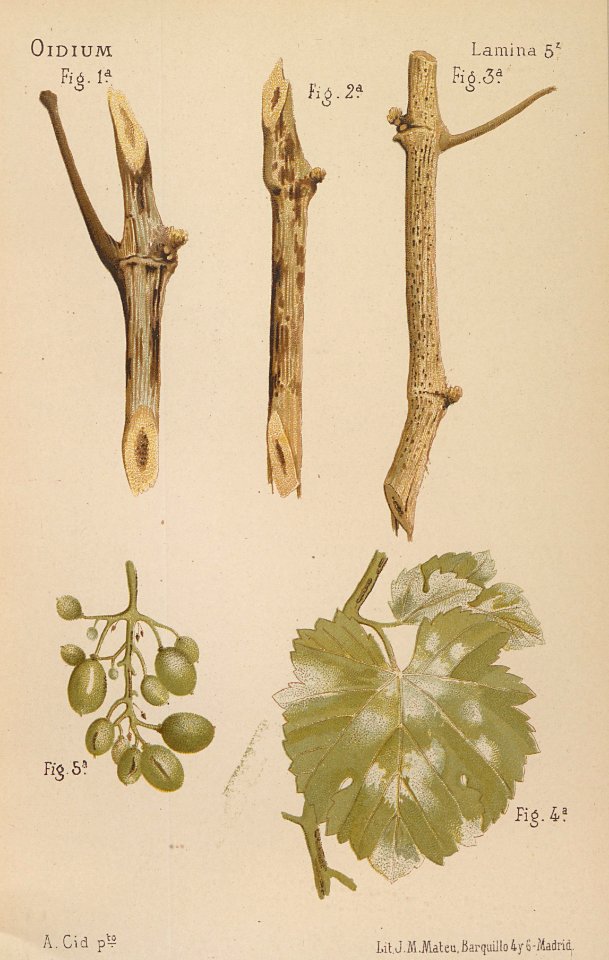 ARust1163_0082