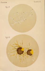ARust1163_0088