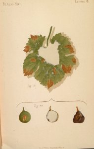 ARust1163_0110