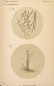 ARust1163_0172