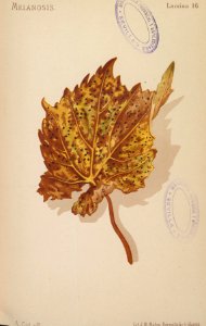 ARust1163_0162