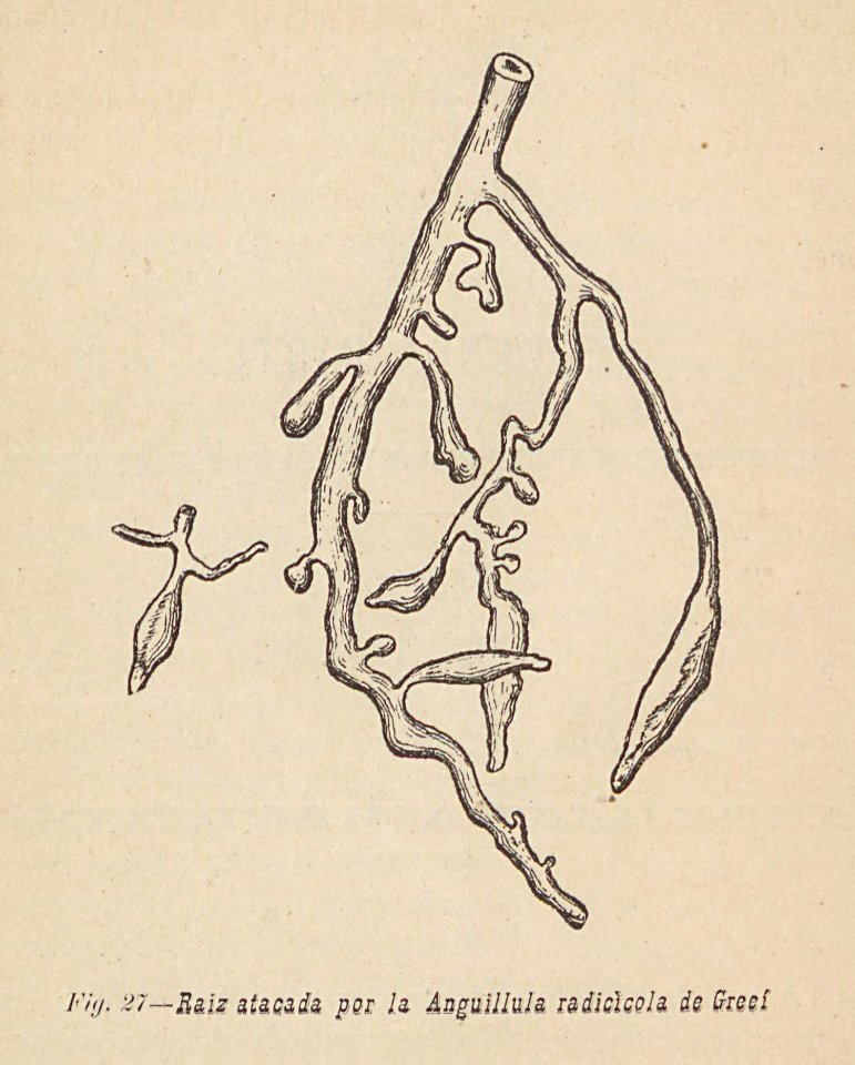 ARust1163_0189