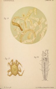 ARust1163_0200