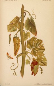 ARust1163_0242