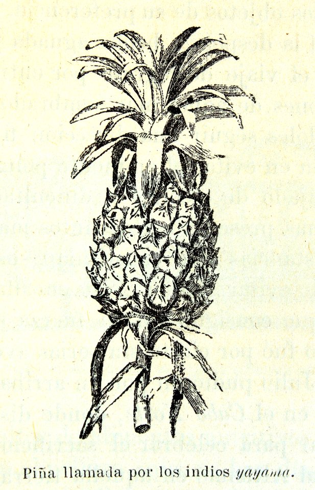"Piña llamada por los indios yayama".
