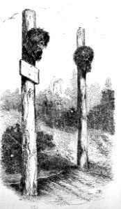 "Cabezas de Gonzalo Pizarro y Carbajal."