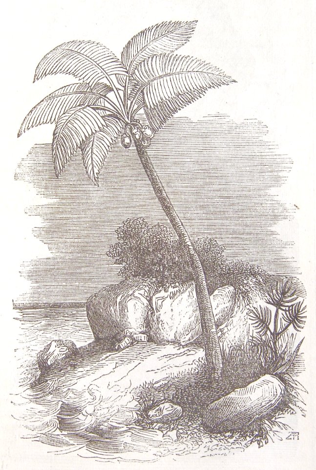 El Coco, árbol originario de América