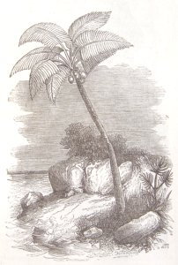 El Coco, árbol originario de América