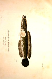 Ophicepaulus Striatus.