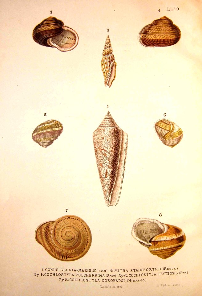 Conus Gloria Maris...