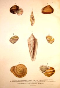 Conus Gloria Maris...