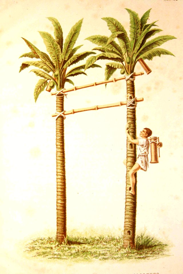 Subida al cocotero.