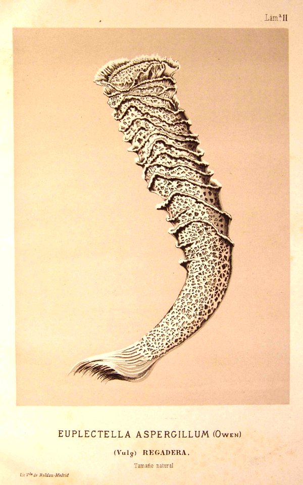 Euplectella Aspergillum..