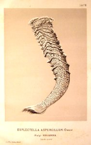 Euplectella Aspergillum..