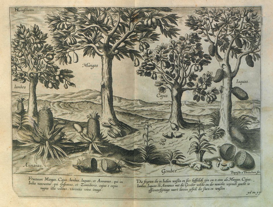 "Fructum Majas, Cajus, Iambos, Iaquas et Annanas ..."