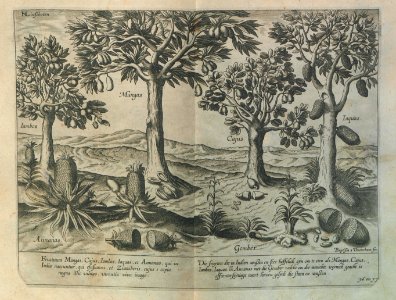 "Fructum Majas, Cajus, Iambos, Iaquas et Annanas ..."