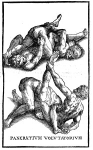 "Pancratium volutatorium (Lucha)"