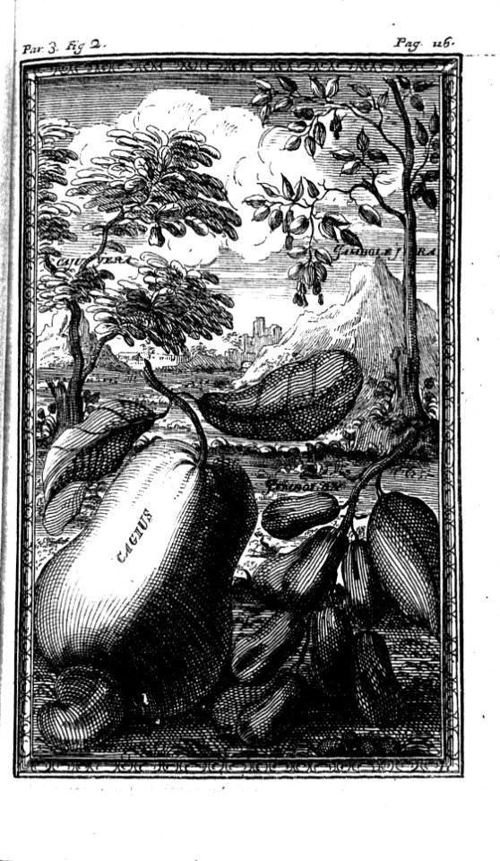 "Cajuyera"