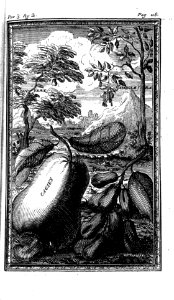 "Cajuyera"