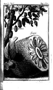 "Jaquera"