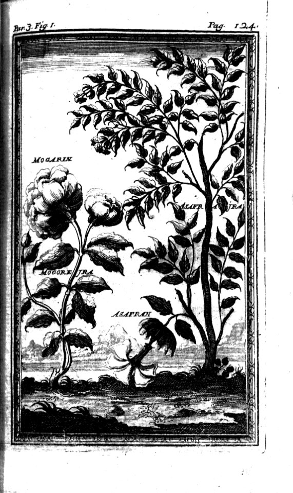 "Mogoreira, asanfraneira"