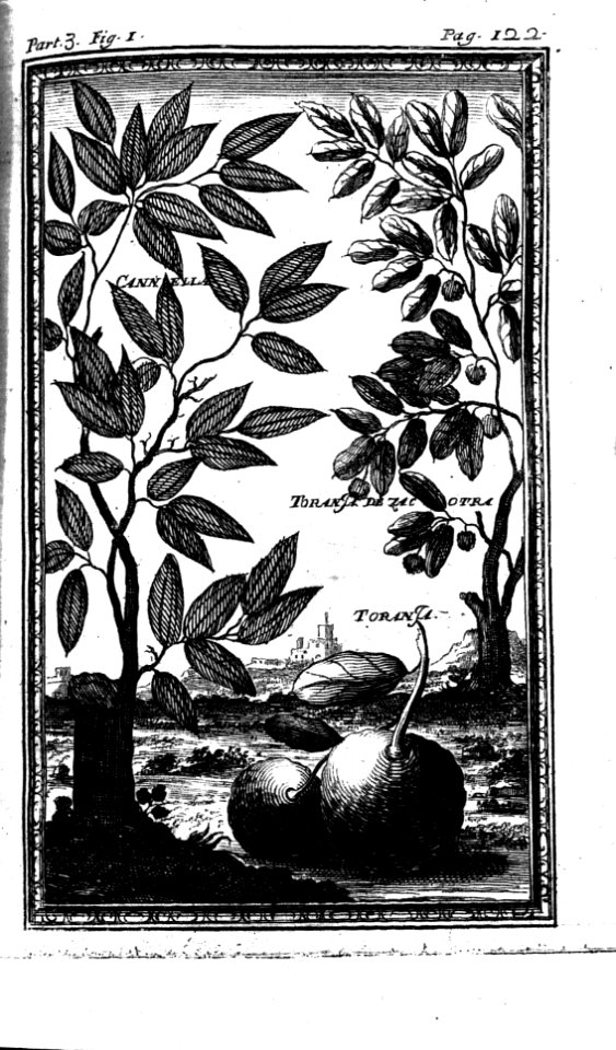 "Canella, Ibranza de jacotra"