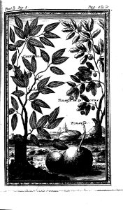 "Canella, Ibranza de jacotra"