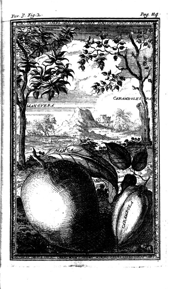 "Manguera, Caramboleira"