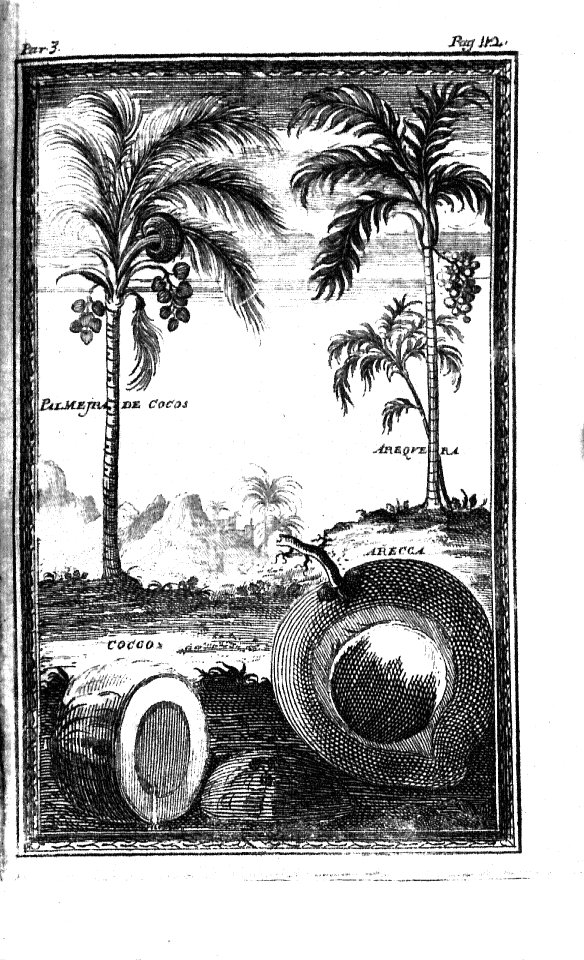"Palmeira de coco, araquera..."