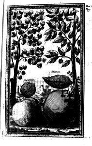 "Santor, Mobol"