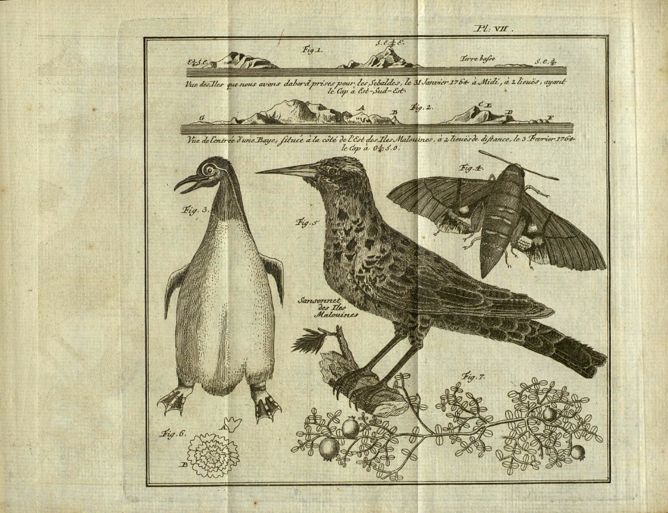 Pl. VII