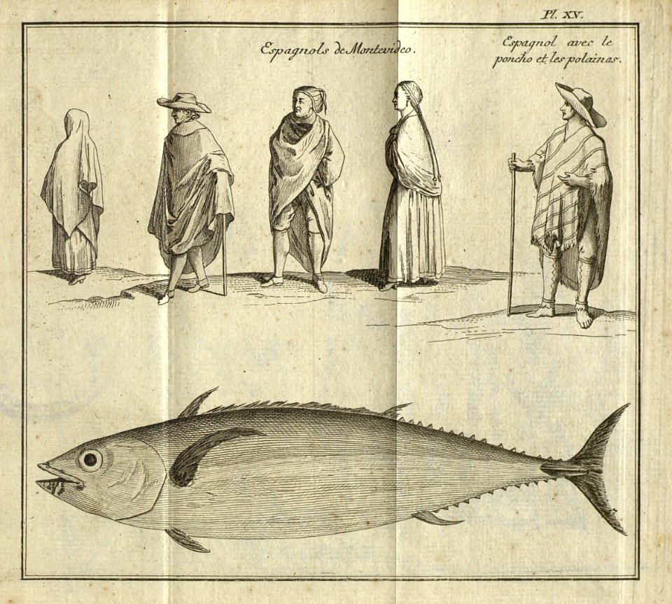Pl. XV