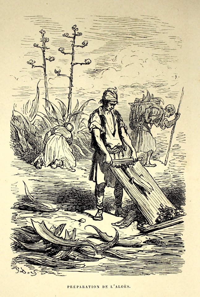 "Préparation de l'aloès". Free illustration for personal and commercial use.
