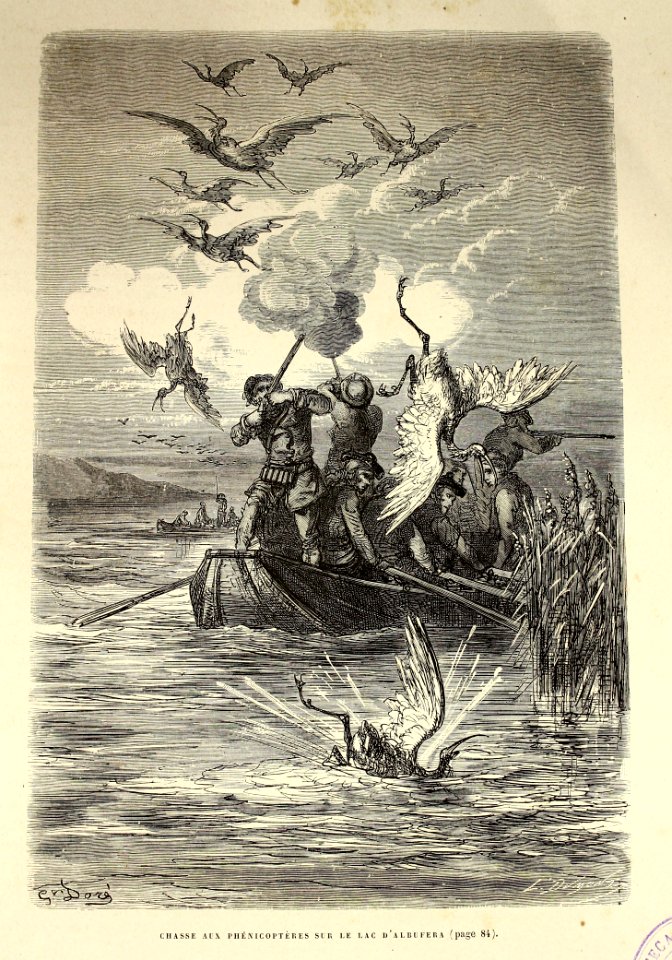"Chasse aux phénicoptères sur le Lac d'Albufera"