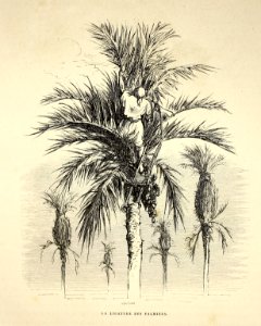 "La ligature des palmiers"
