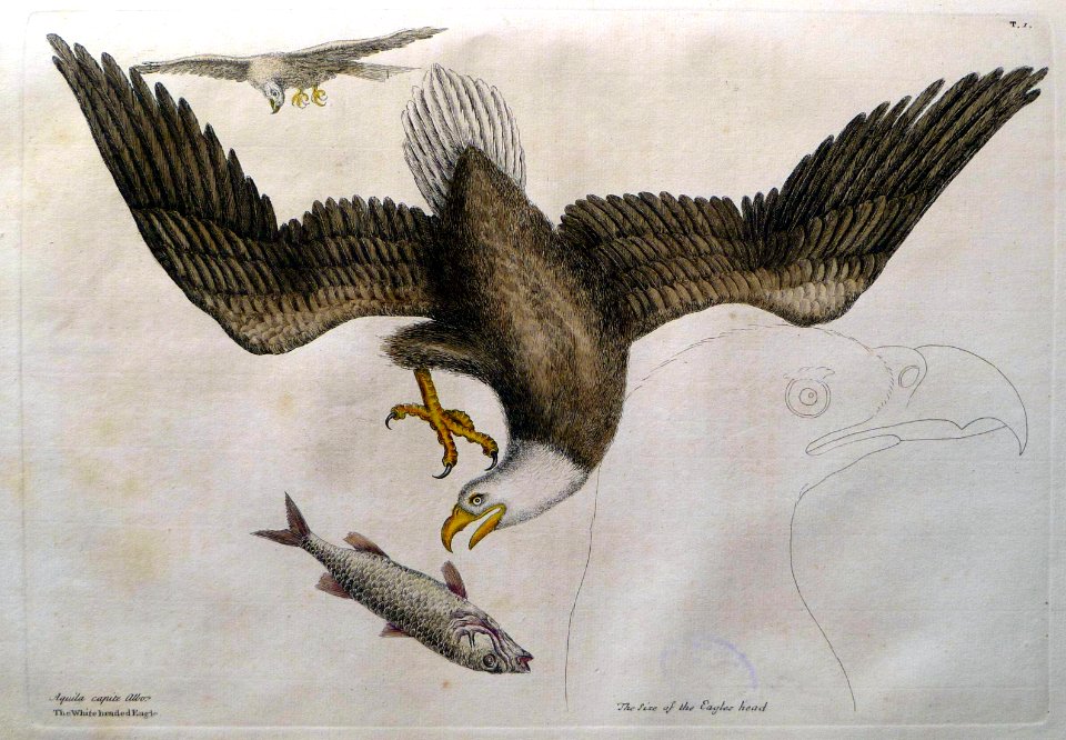Aquila capite albo / The White headed Eagle