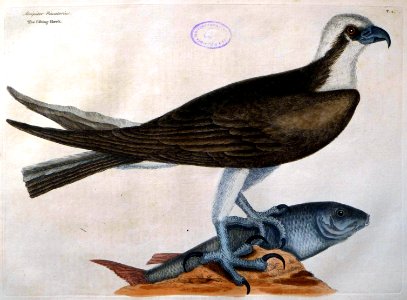 Accipiter piscatorius / The fishing Hawk