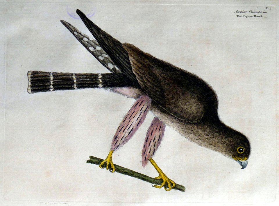 Accipiter Palumbarius / The Pigeon Hawk