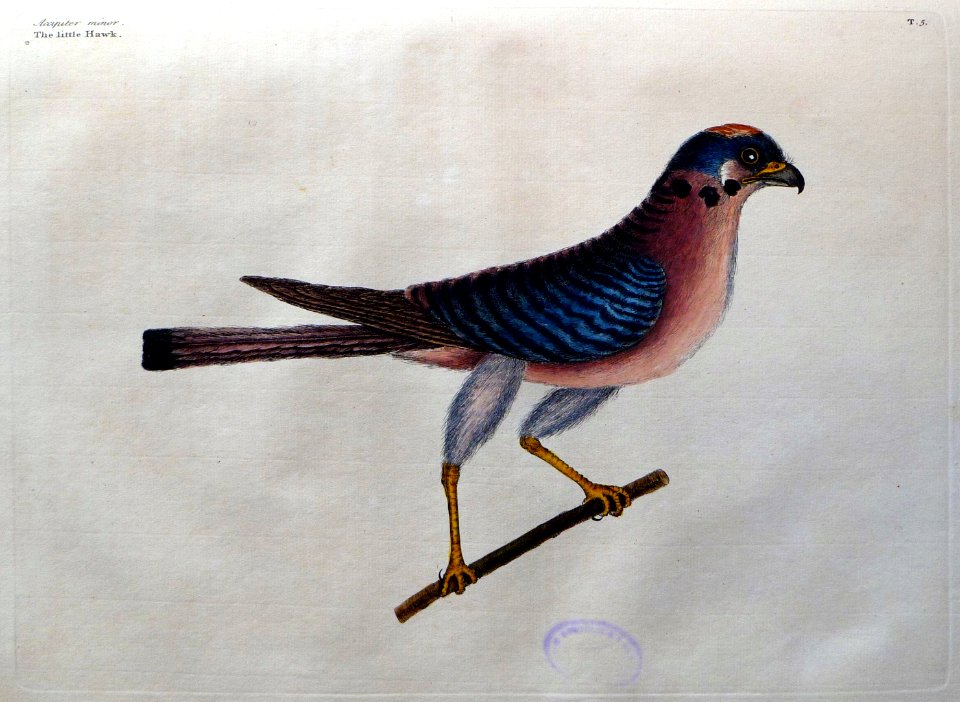 Accipiter Minor / The little Hawk