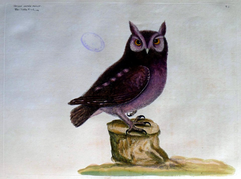 Noctua aurita / The little Owl