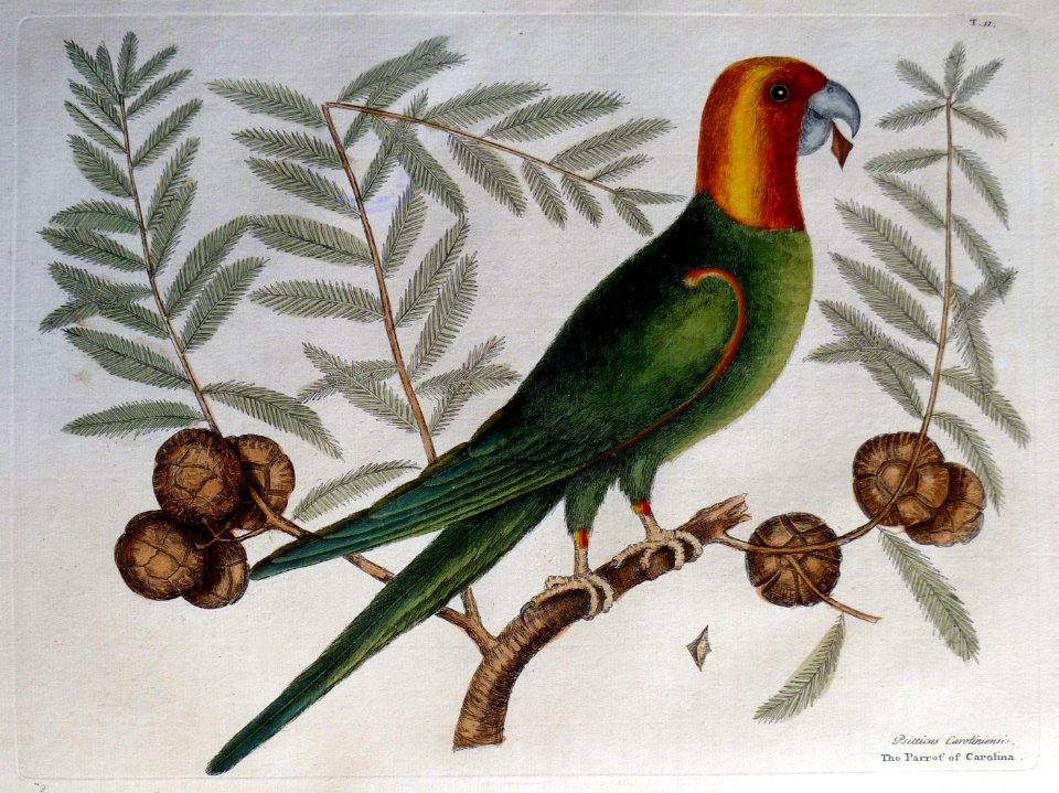 Psitticus Caroliniensi / The Parrot of Carolina