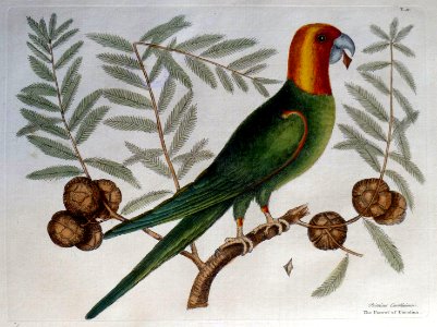 Psitticus Caroliniensi / The Parrot of Carolina