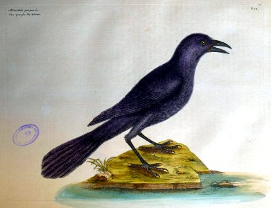 Monedula purpuria / The purple Jackdaw
