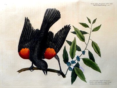 Sturnus niger alis supernis rubino colore. Alyrlus Brabant…