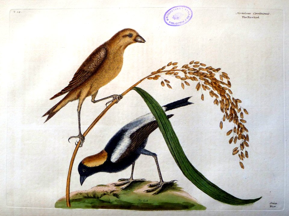 Hortulanus Caroliniensis / The Rice-bird