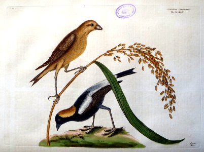 Hortulanus Caroliniensis / The Rice-bird
